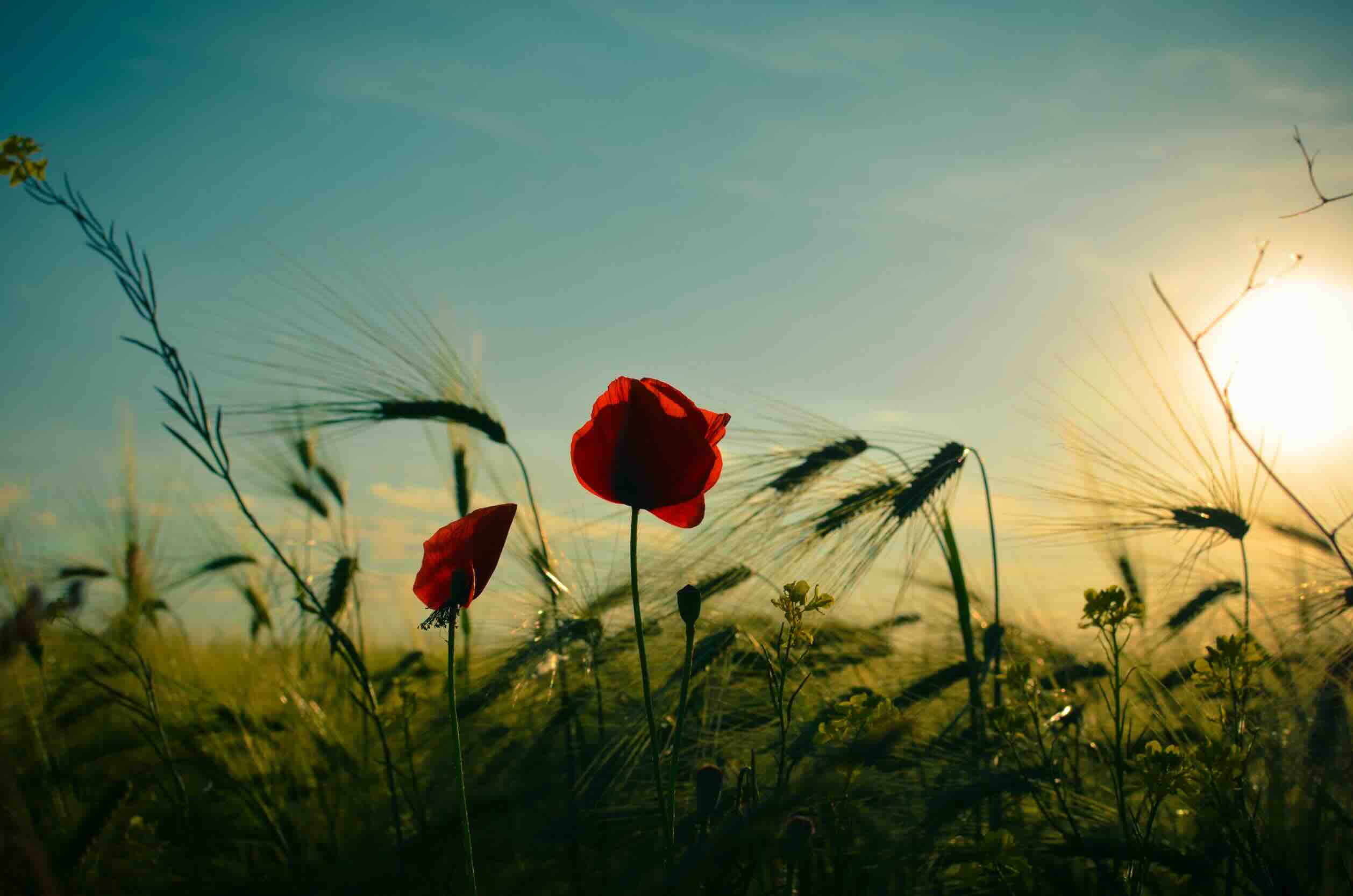 Field of wheat and red poppies against the blue sky.